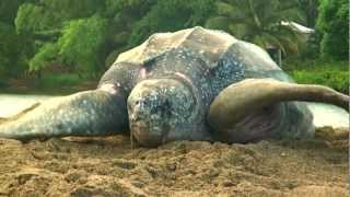 Sea Turtle Nesting Video [upl. by Asen]