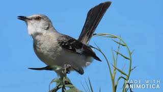 Northern Mockingbird  Sounds and Calls [upl. by Neale]