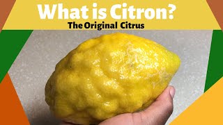 What is Citron The Original Citrus [upl. by Kimbell]