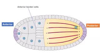 Axis Formation in Drosophila [upl. by Aklog624]