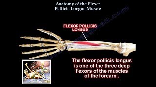 Anatomy Of the Flexor Pollicis Longus Muscle  Everything You Need To Know  Dr Nabil Ebraheim [upl. by Revart]