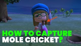 How to Find and Capture MOLE CRICKET in Animal Crossing New Horizons [upl. by Newhall]