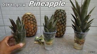 How to Grow Pineapples at Home step by step easy Way  DIY to grow Pineapple plant from the Top [upl. by Airad643]