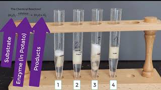 Enzyme Potato Experiment [upl. by Brynne]