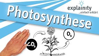 Photosynthese einfach erklärt explainity® Erklärvideo [upl. by Drape167]