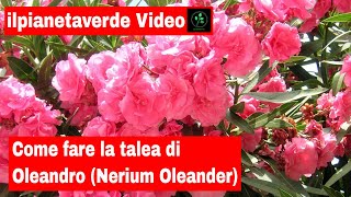 Come riprodurre per talea L Oleandro  Nerium Oleander [upl. by Glogau701]