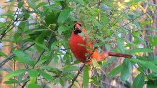 Northern Cardinal Calling  4 different calls [upl. by Richey]