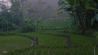 Monsoon Rain amp Thunder on Misty Rice Field  Help Sleep Study Meditation PTSD [upl. by Sale]