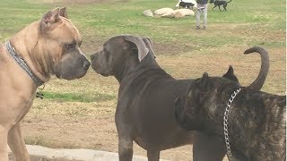 Cane Corso Park [upl. by Cavan]