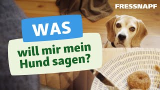 Körpersprache beim Hund  Hunde richtig verstehen [upl. by Aihsined]