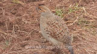 Grey Francolin or Partridge makes soft clucking call  Locally called Safed Teetar [upl. by Francene]