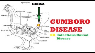 GUMBORO DISEASE [upl. by Ecyla833]