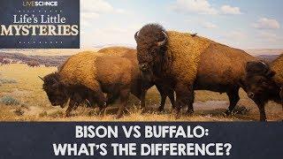 Bison vs Buffalo Whats the Difference [upl. by Nottnerb]