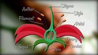 Flower Dissection  Reproduction in flowering plants [upl. by Hardy]