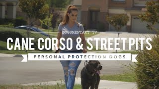 CANE CORSO amp STREET PITS AS PROTECTION DOGS [upl. by Sibella]