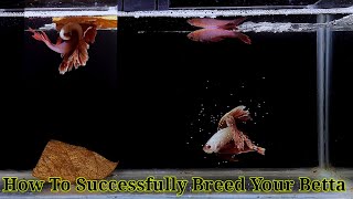 Betta Fish Breeding Step By Step  How To Breed Betta Fish [upl. by Onibas]