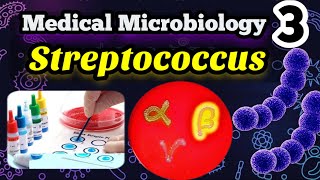 Streptococcus شرح بالعربي Morphology Classification and identification [upl. by Panthia]