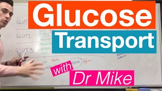 Glucose Transport  Metabolism [upl. by Nisotawulo]