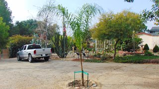 Planting a Queen Palm Tree [upl. by Reisman380]