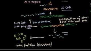 11 Replication of retrovirus [upl. by Notyal419]