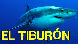 El TIBURÓN cómo vive alimentación nado morfología🦈 [upl. by Yenitsed497]