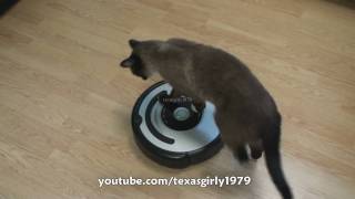 Cat shows HOW TO use iRobot Roomba Vacuum [upl. by Yasmin]