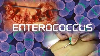 Enterococcus [upl. by Aicilet]