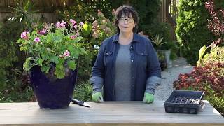 How to Overwinter Geraniums  Preserve Your Plants This Winter Season  Garden Gate Magazine [upl. by Dermott]