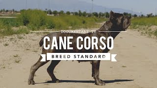 CANE CORSO BREED STANDARD [upl. by Bille]