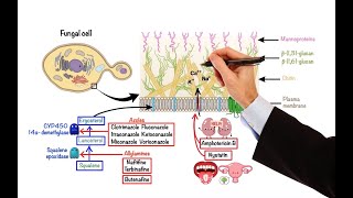 Pharmacology – ANTIFUNGAL DRUGS MADE EASY [upl. by Nairod]