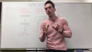 Endocrinology  Synthesis of Thyroid Hormone [upl. by Seena]