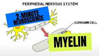 2Minute Neuroscience Myelin [upl. by Lladnarc580]