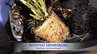 Repotting two Dendrobiums  Handling potbound roots [upl. by Sirromaj]