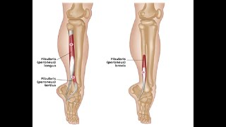 Two Minutes of Anatomy Lateral Lower Leg Muscles  Peroneus Longus amp Peroneus Brevis [upl. by Philcox]