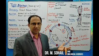 Nucleus Structure and Functions [upl. by Varhol]