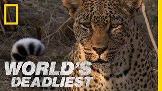 Leopards Revenge  Worlds Deadliest [upl. by Willtrude102]