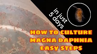 How to Culture Magna Daphnia Easily [upl. by Killion608]