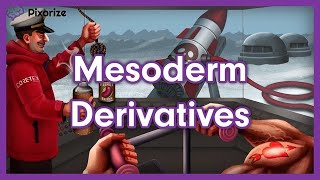 Mesoderm Derivatives MCAT Mnemonic Preview [upl. by Nelo]