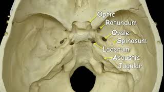 Cranial Foramina  Mnemonic Phrase [upl. by Orlov829]