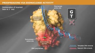 DNA Replication with a Proofreading Polymerase [upl. by Aihsela]