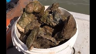 How to harvest oysters by hand [upl. by Yojenitsirk653]