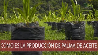 Como es la produccion de palma de aceite  TvAgro por Juan Gonzalo Angel Restrepo [upl. by Arodoet597]