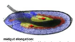 Drosophila Gastrulation [upl. by Atilrep601]