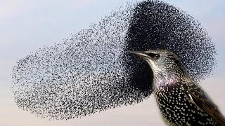 You wont believe this INCREDIBLE Starling murmuration [upl. by Anees889]