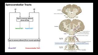 The Spinocerebellar Tracts EXPLAINED [upl. by Asilaj]