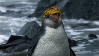 Royal quotPengwingsquot Penguins  Benedict Cumberbatch narrates South Pacific  BBC Earth [upl. by Bianka]