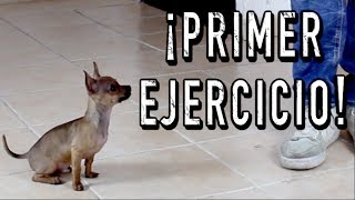 El PRIMER ENTRENAMIENTO de un perro CACHORRO  MartGon [upl. by Blancha]