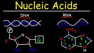 Nucleic Acids  RNA and DNA Structure  Biochemistry [upl. by Nnhoj]