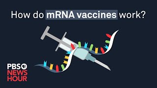 How do mRNA COVID19 vaccines work [upl. by Kokaras]