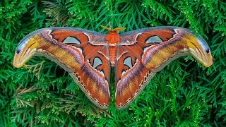 Attacus atlas moth development [upl. by Warp]